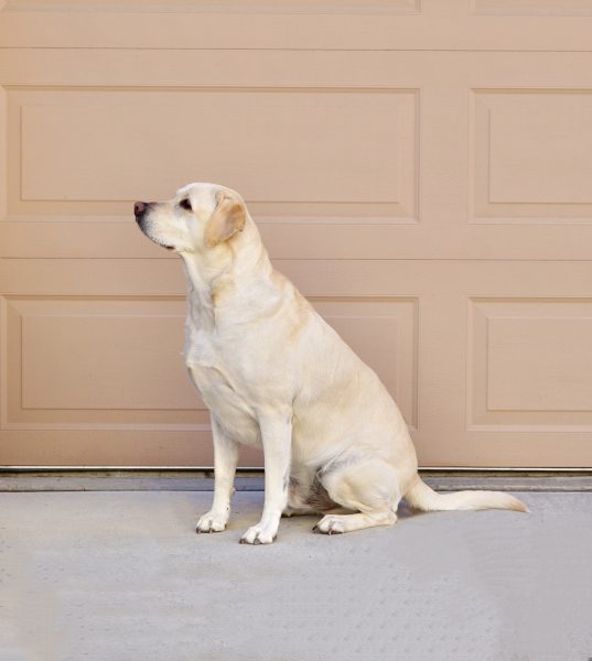 Dog notices that the garage doors stop working
