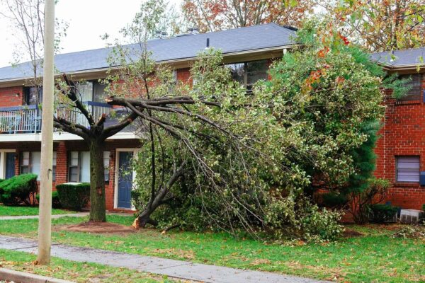 HELP! A Tree Fell On The House - Hamilton OH tree on roof damage apartments in Cincinnati Ohio